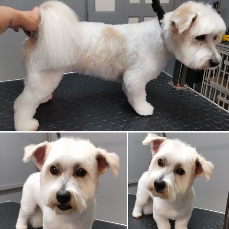 A freshly groomed white terrier-cross standing on the grooming table while the groomer steadies its tail