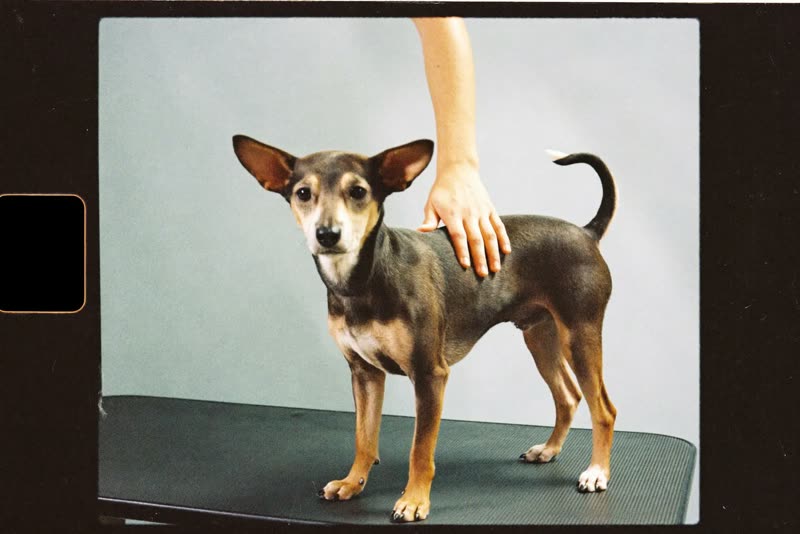 A small dog standing calmly on a grooming table being handled