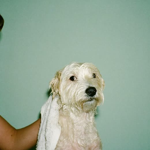 A small white dog being towel-dried after a bath