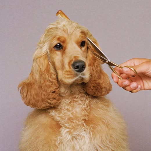 A spaniel's coat being trimmed with scissors and comb