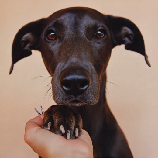 A dog's paw held gently while its nails are clipped
