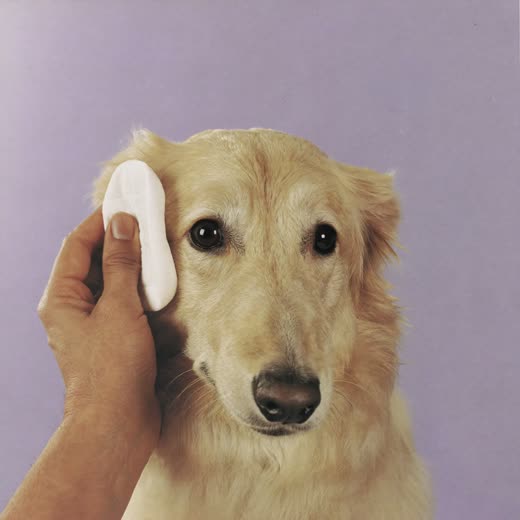 A dog's ear being gently cleaned