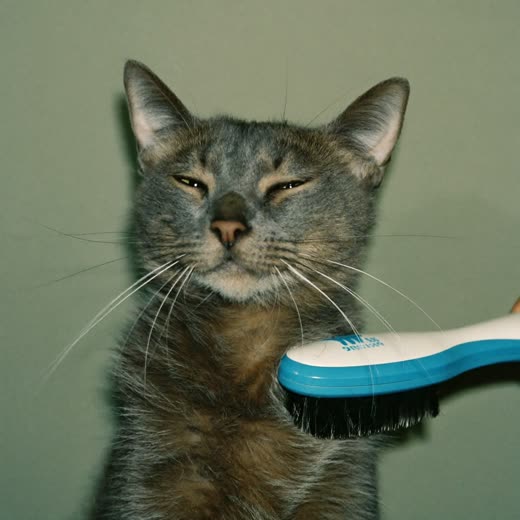 A cat being brushed with a soft slicker brush